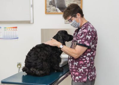 Codornices Veterinary Clinic Photo Gallery 78