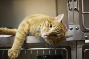 3 Ways to Help Less Fortunate Pets