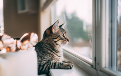 Summer Safety Tips for Your Cat