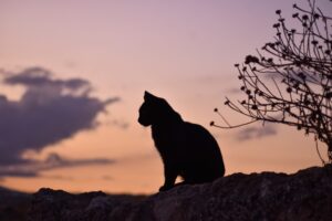 Silhouette of black cat sitting on a fence with orange sunset behind it.