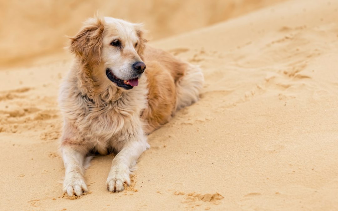 Senior golden retriever laying in the sand