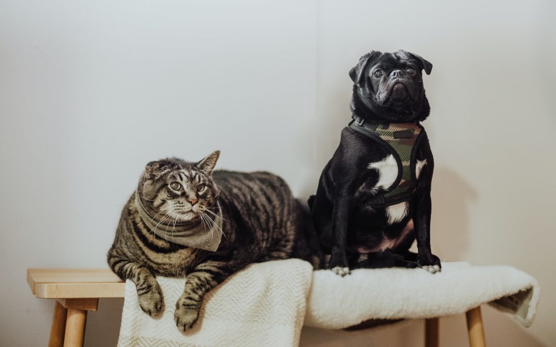 Follow These Tips to Prevent Pet Obesity