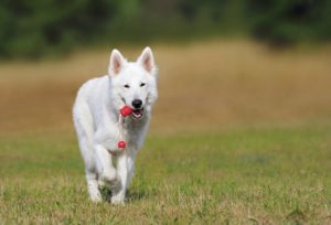 White dog running on grass with a toy in their mouth