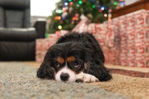 King Charles Spaniel laying down by Christmas presents