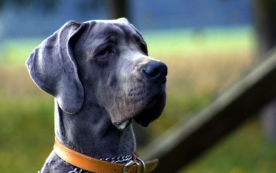 Pet Dental Disease Affects More Than Your Senior Pet’s Teeth
