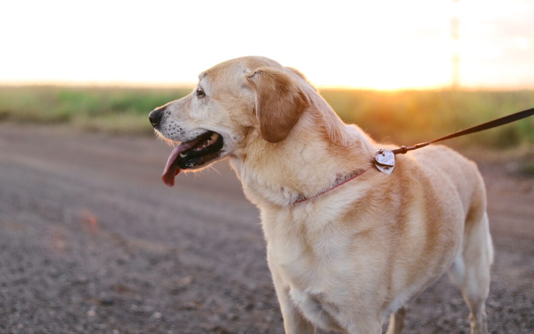 Ensure Your Canine’s Safety with These Dog Walking Tips