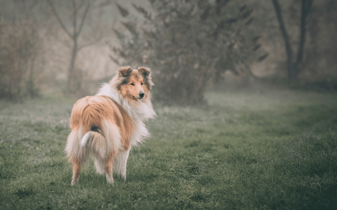 New Respiratory Illness in Dogs