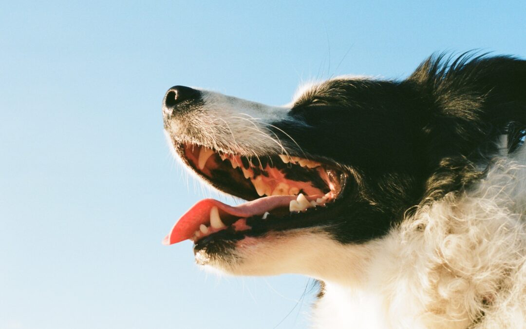 Collie smiling outside in the sun