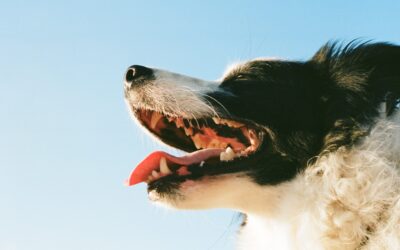 Bright Smiles, Happy Tails: A Comprehensive Canine Dental Care Guide