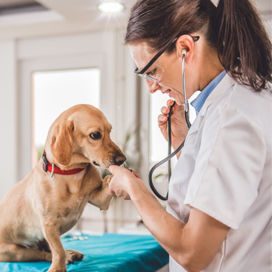 a veterinarian carefully examines a dog in a clinical setting