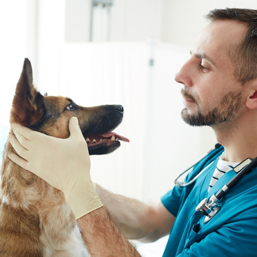 a veterinarian carefully examines a dog