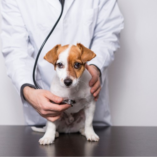 a veterinarian examines a dog