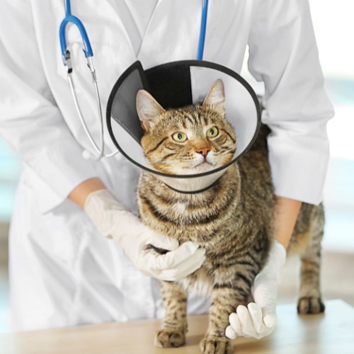 a veterinarian holding a cat with a cone around its neck