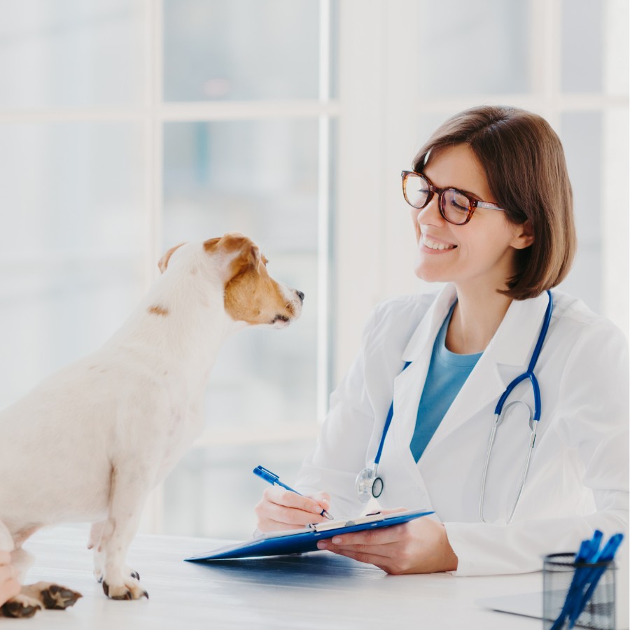 a dog is being carefully examined by a veterinarian