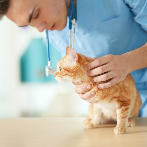 a veterinarian examines a dog