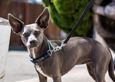 A dog on leash standing outdoors