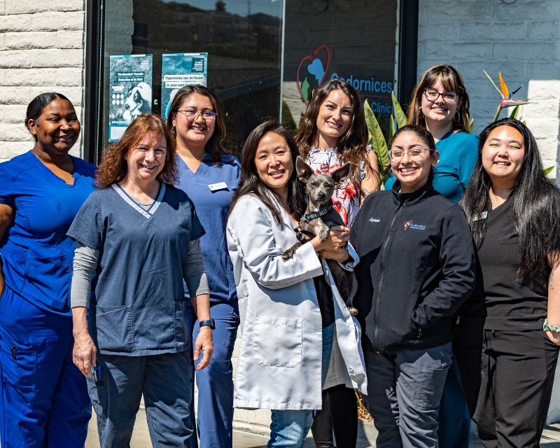 veterinary team image Codornices Veterinary Clinic Team