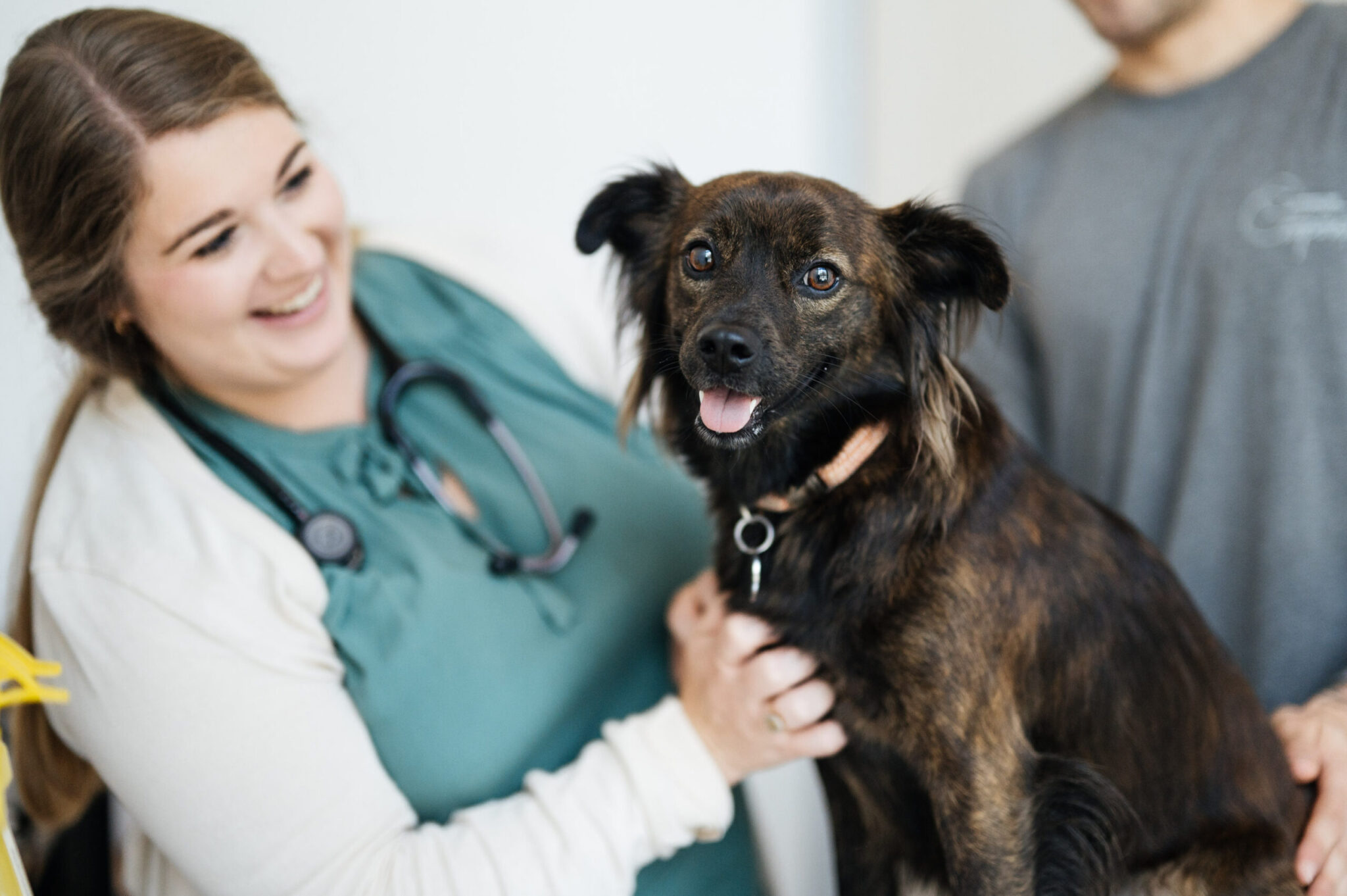 Common-Companion-1-scaled-1-2048x1362 Vet examining a dog with its owner standing behind it